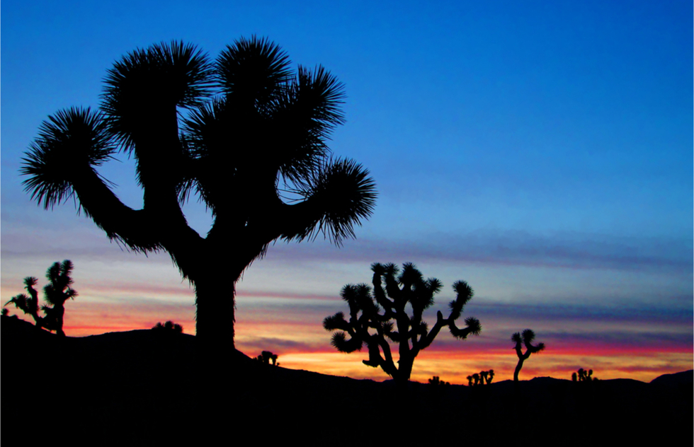 Great National Parks for Spring Vacations: Joshua Tree National Park at night.