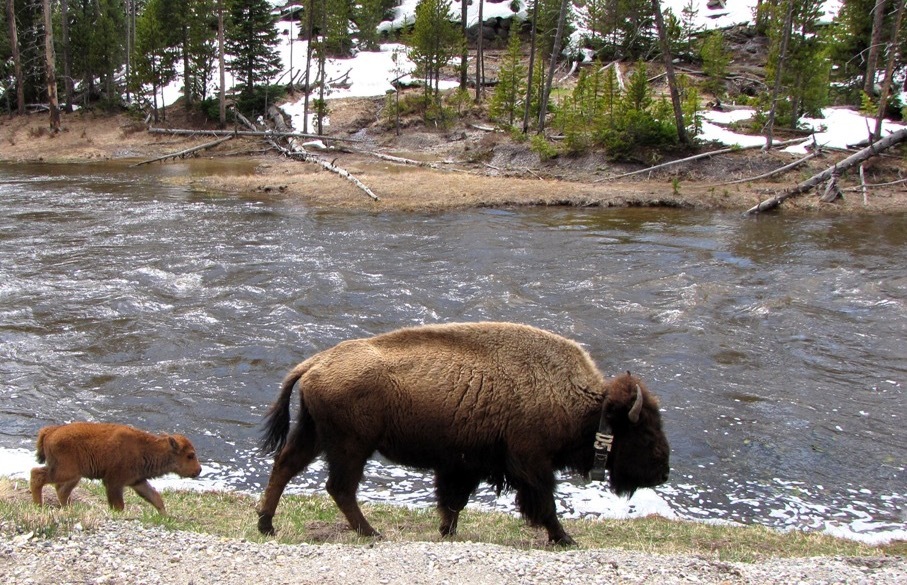 Great National Parks for Spring Vacations: A baby bison follows her mother in Yellowstone National Park.