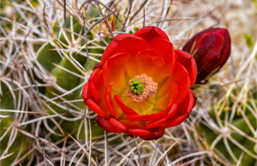Great National Parks for Spring Vacations: Flower on a Joshua Tree, at Joshua Tree National Park
