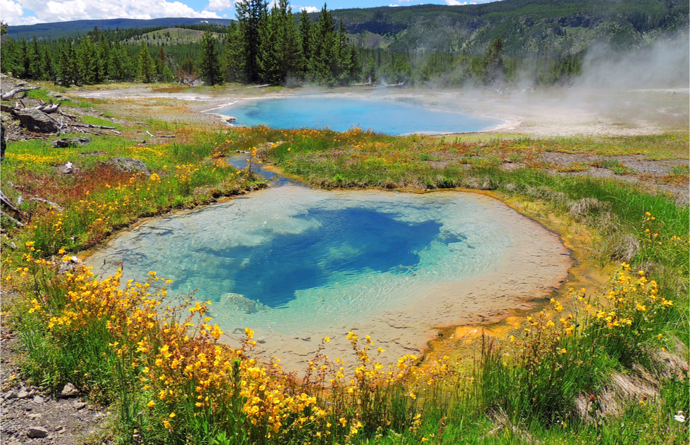 Great National Parks for Spring Vacations: A bubbling mud pot surrounded by wild flowers at Yellowstone National Park