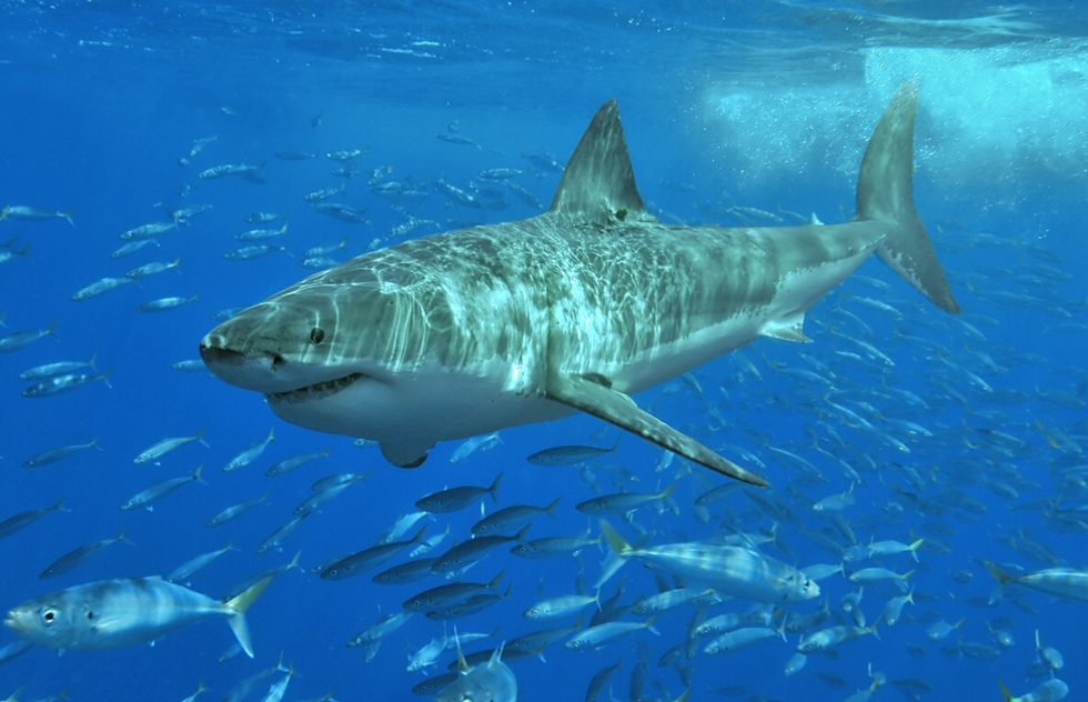 Shark Attacks Are on the Rise. Here's How to Avoid a Bite | Frommer's