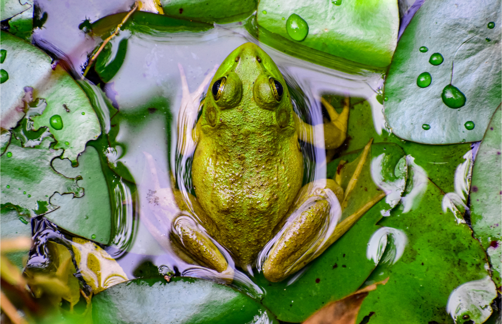 Great National Parks for Spring Vacations: A frog near Mammoth Cave National Park in Kentucky