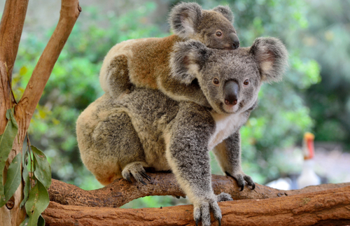 Koalas Are Now Endangered. Where You Can Still See Them—and How to Help | Frommer's