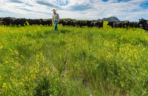 Cattle ranch in South Dakota