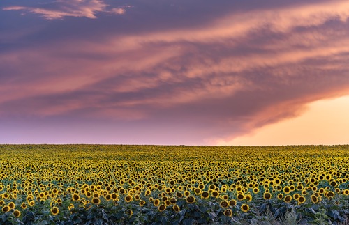 Sunflower field in South Dakota