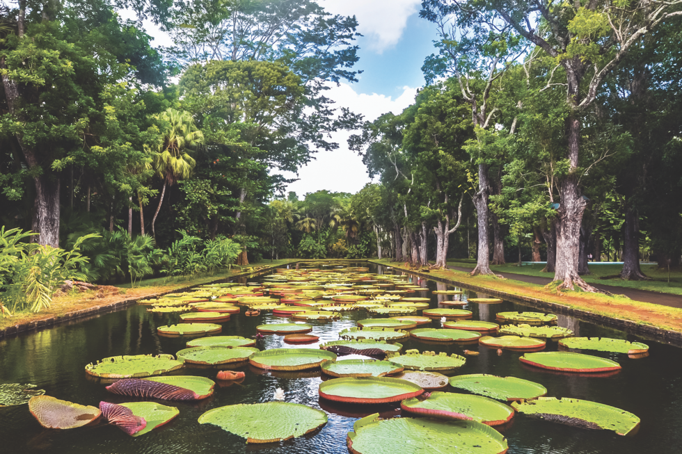 Sir Seewoosagur Ramgoolam Botanical Garden near Port Louis, Mauritius