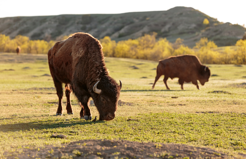 Bison at Theodore Roosevelt National Park in North Dakota