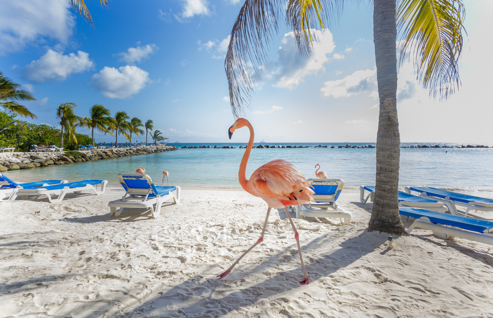 Image of Caribbean Island Beach with Flamingos