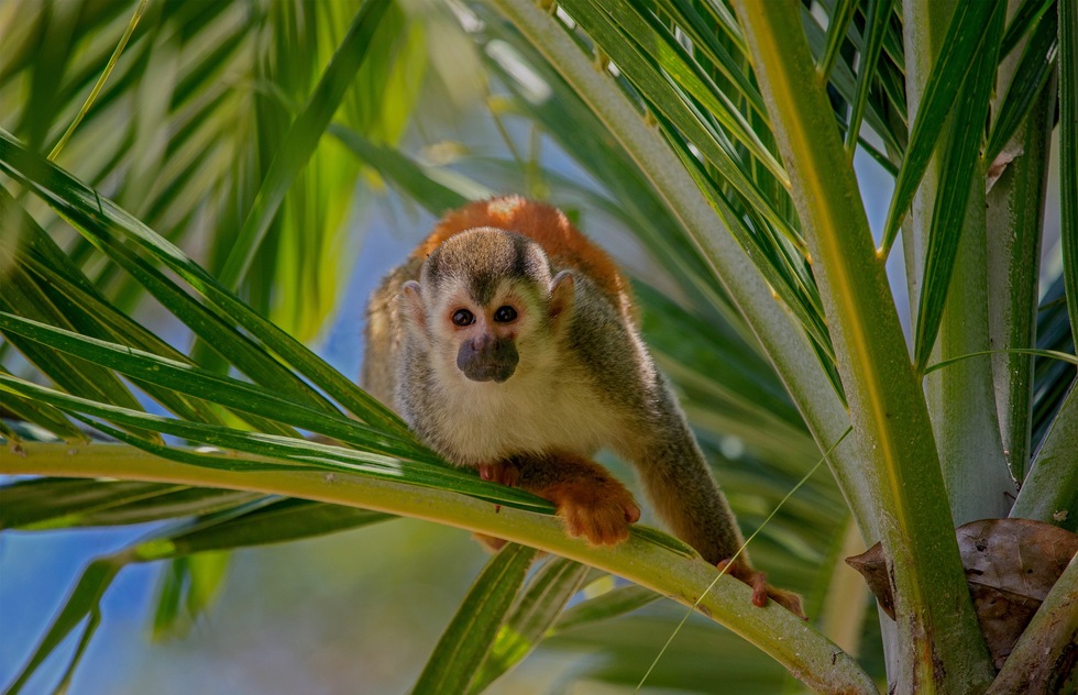 Best Places to See Wildlife in Costa Rica | Frommer's