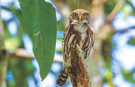 Bird Watching in Costa Rica | Frommer's