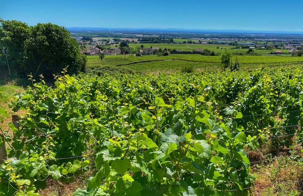 Touring wineries of the Route des Grands Crus around Dijon, France: A vineyard in Burgundy.