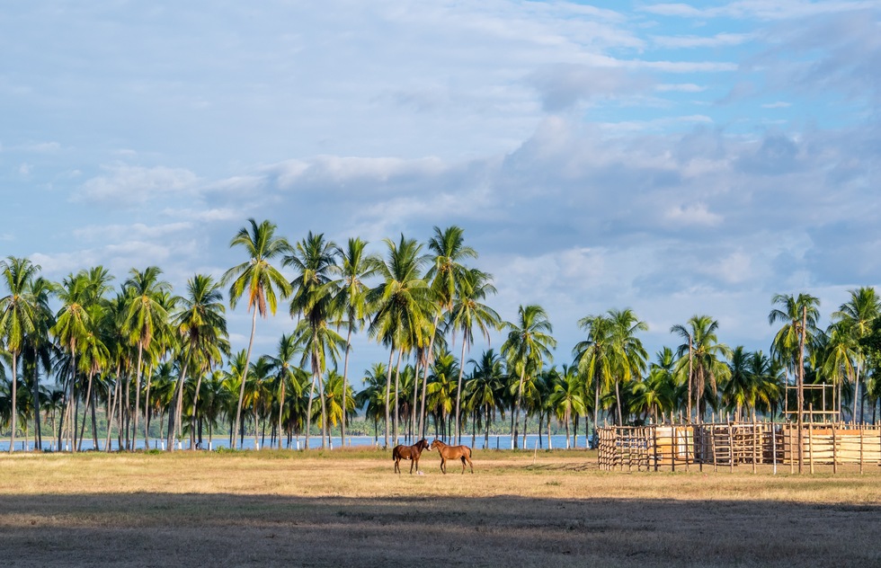 Costa Rica's best beach towns: horses on Playa Sámara