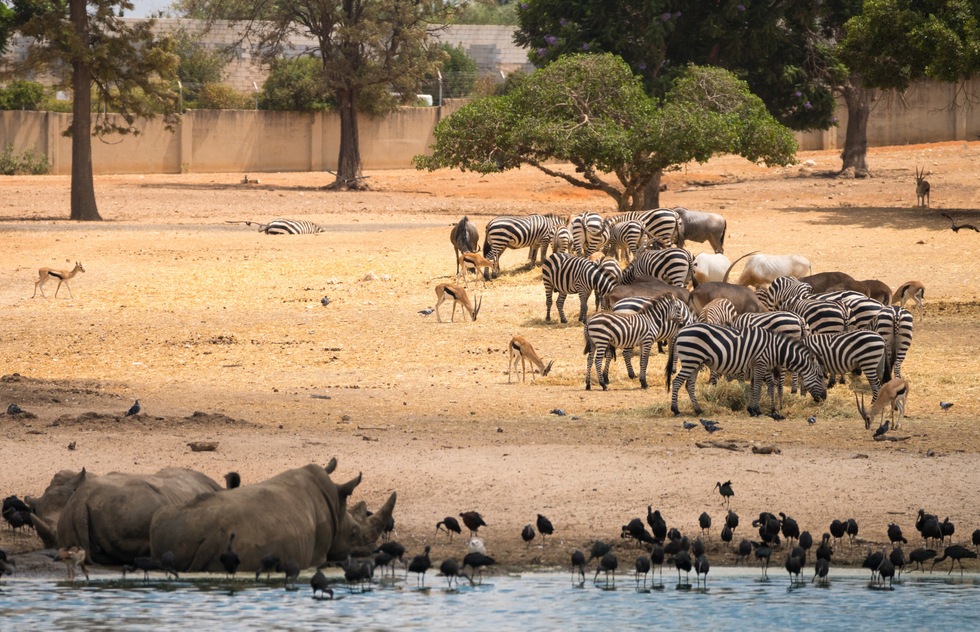 Safari Ramat Gan (Zoological Center)  | Frommer's