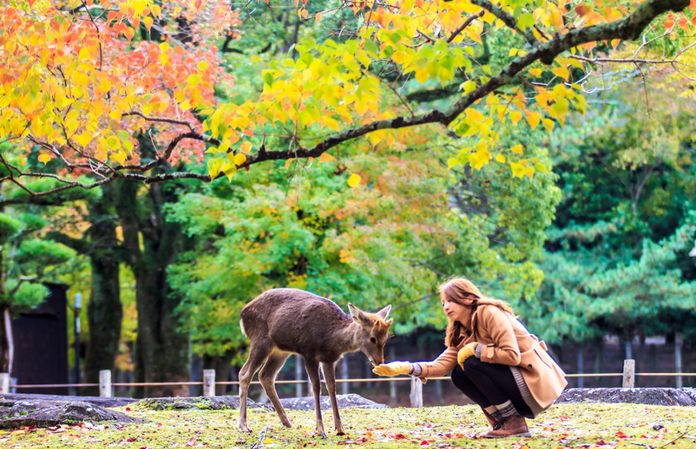 Top Japan activities: feeding deer in Nara Park