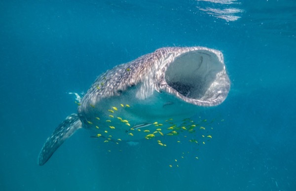 where to swim with whale sharks: Mafia Island, Tanzania