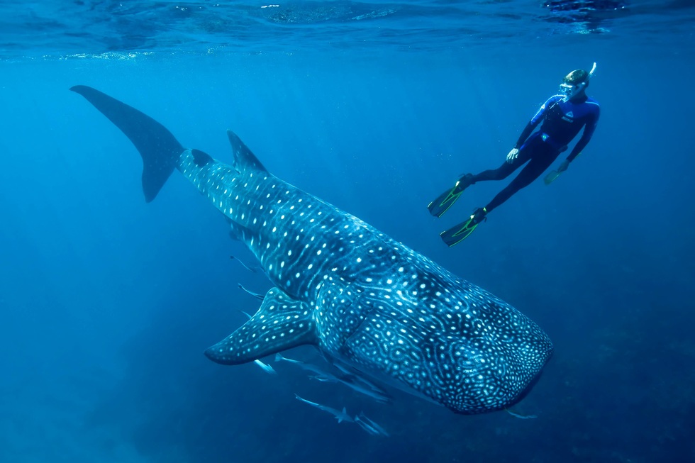 where to swim with whale sharks: Ningaloo Reef, Western Australia