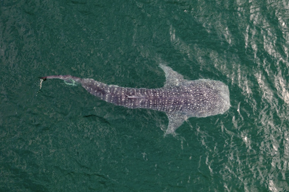 where to swim with whale sharks: La Paz, Mexico