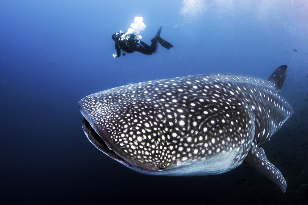 where to swim with whale sharks: Galápagos Islands