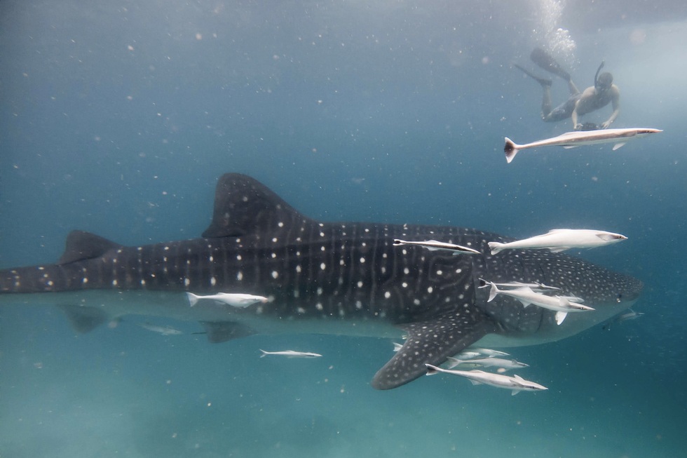 where to swim with whale sharks: South Ari Atoll, Maldives