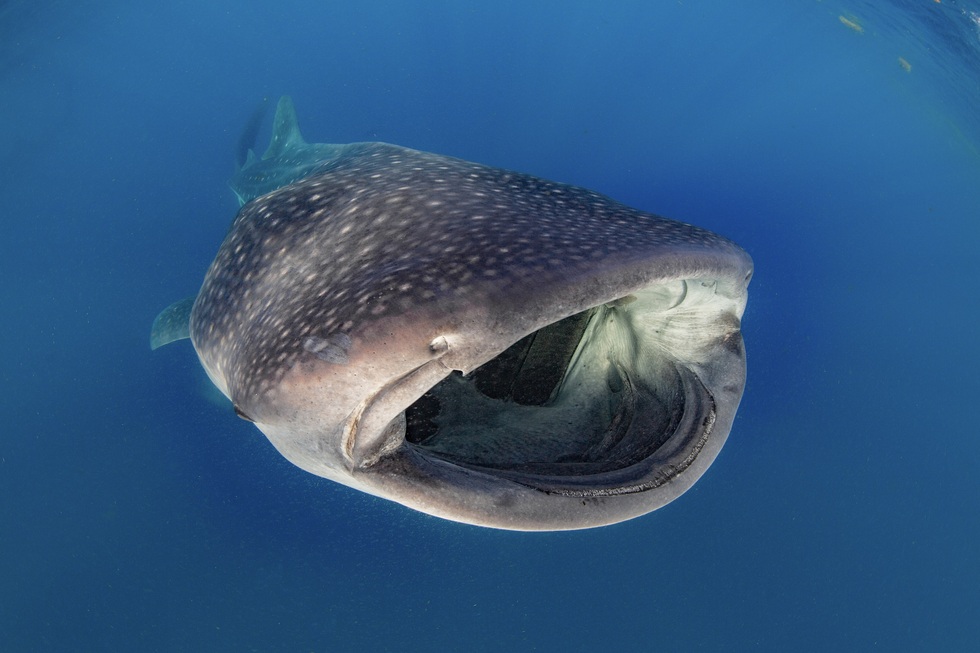 where to swim with whale sharks: Ningaloo Reef, Cancún, Mexico