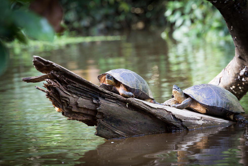 Things to See in Tortuguero National Park | Frommer's