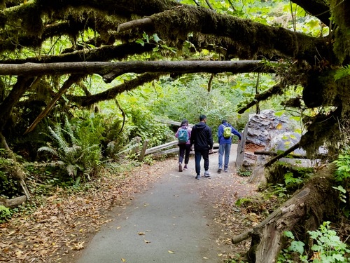 People walking at Redwoods National Park