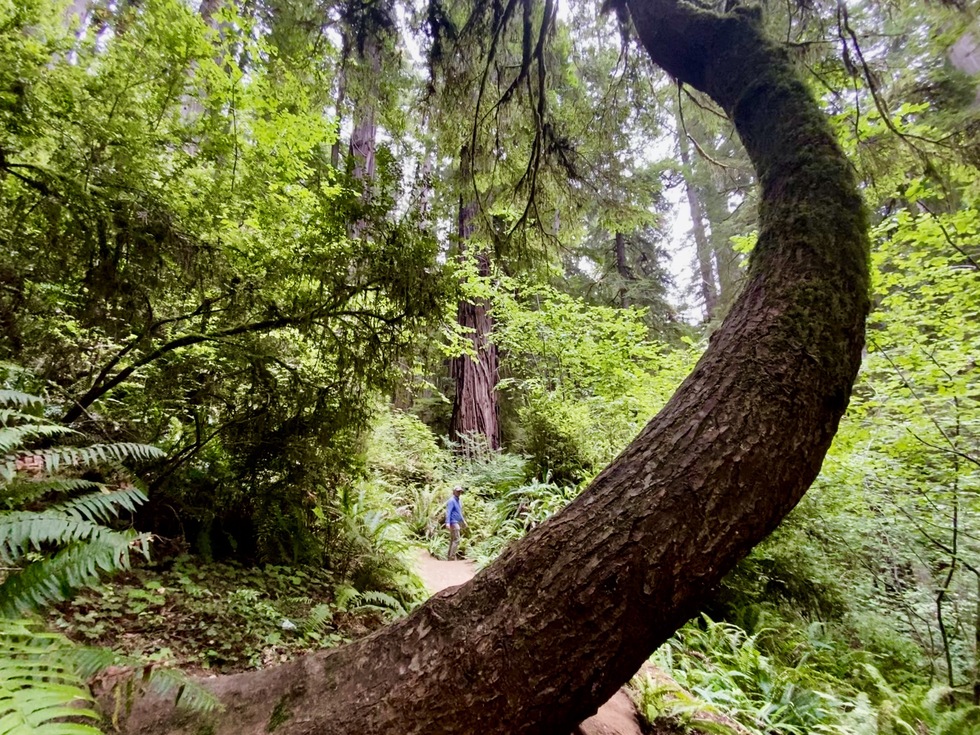 Things to Do in Redwood National and State Parks | Frommer's
