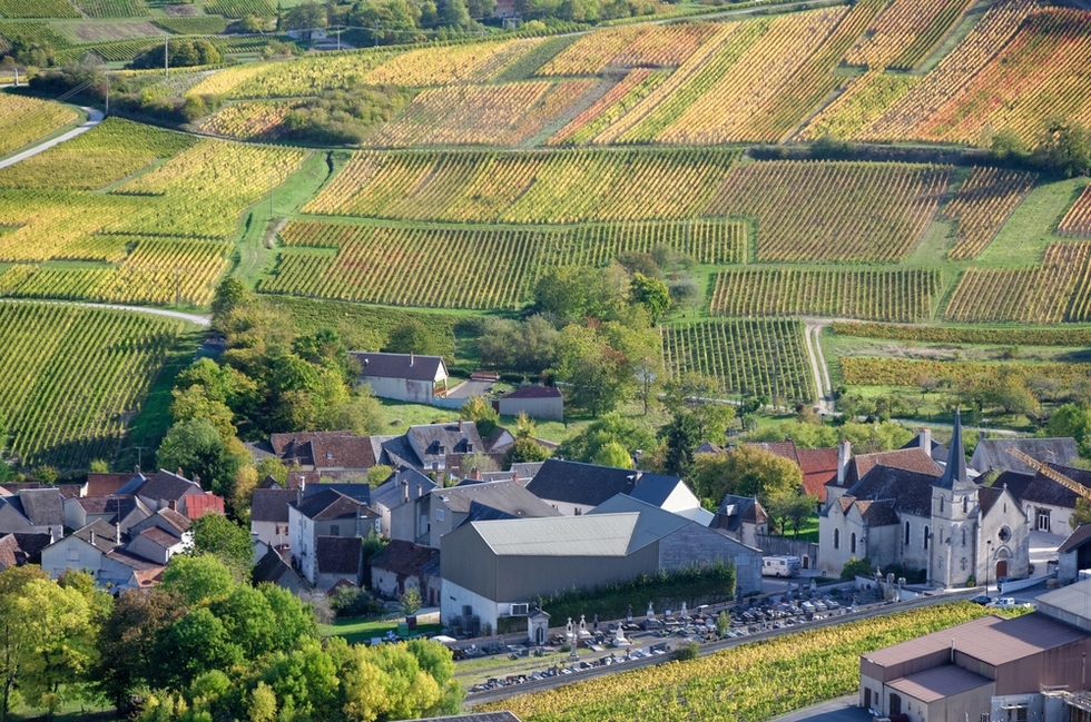 Vineyards in the Loire Valley