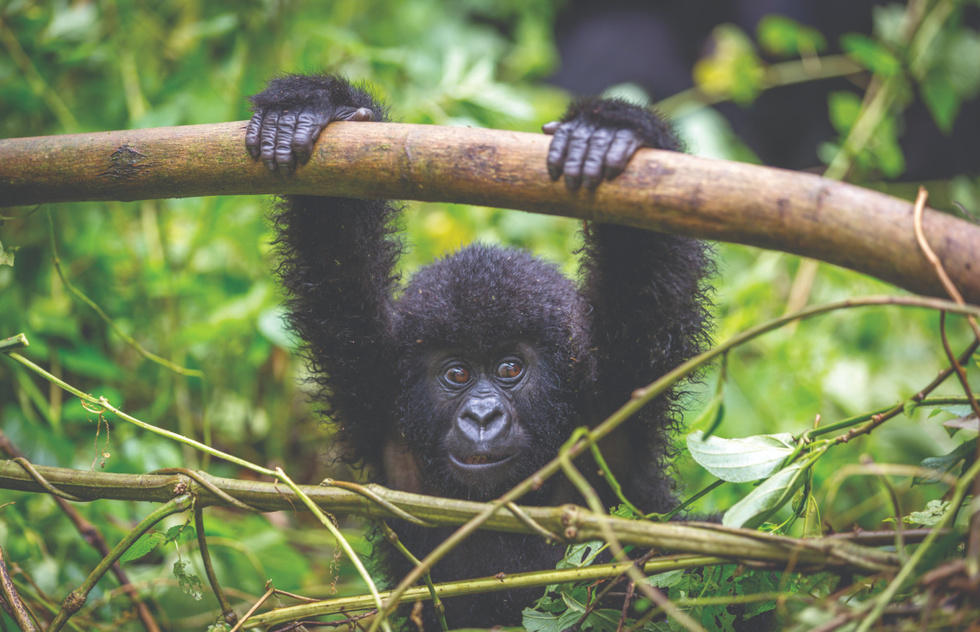 Natural attractions in danger: Congo habitat for eastern lowland gorillas