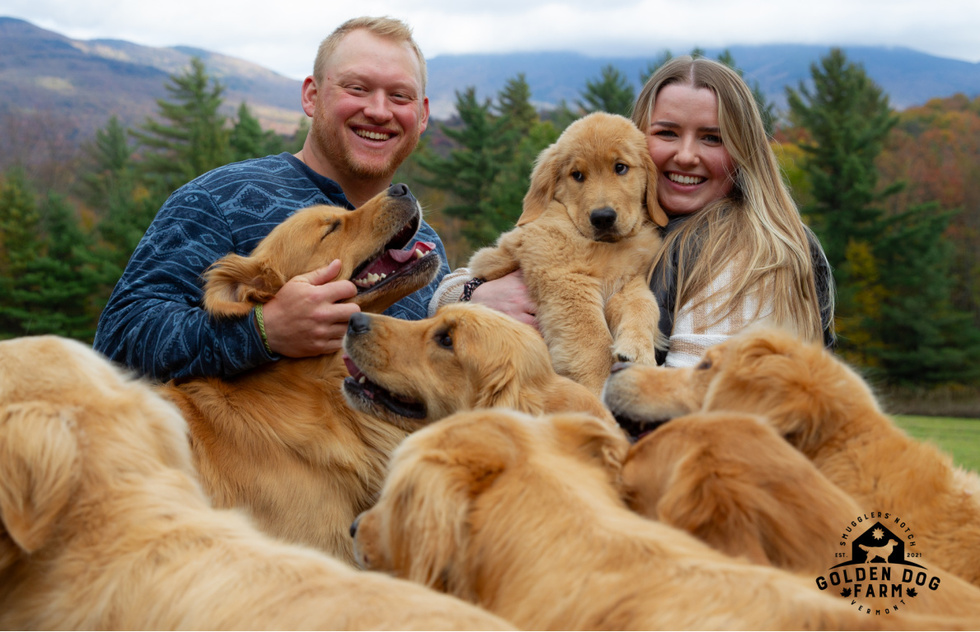 Irresistible Golden Dog Farm in Vermont Invites Visitors to Play with Gaggle of Golden Retrievers | Frommer's