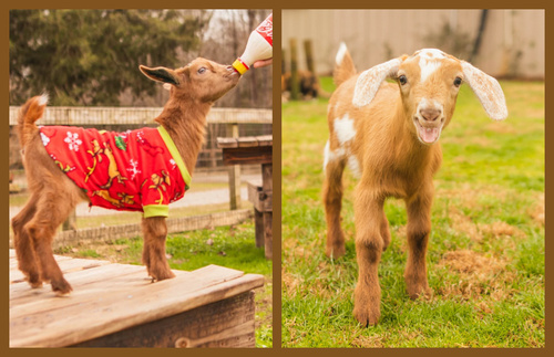 Play with Cute Baby Goats Whenever You Want by Staying at Goat Daddy’s Farm | Frommer's