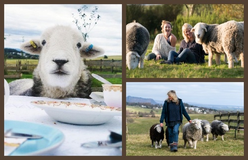Have Tea with Naughty Sheep at Cameron House in Scotland’s Countryside | Frommer's