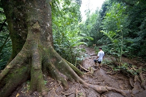 Just 15 minutes from Waikiki, a short hike along the Manoa Falls Trail takes you into a lush tropical rainforest.
