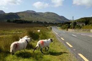 Sheep crossing a country road in Ireland.