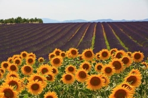 Sunflowers and lavender abound in Provence.