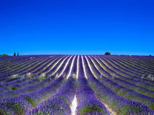 Lavender fields and blue skies in Provence, France.
