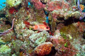 A squirrelfish in a colorful coral garden off the Exuma Islands in the Bahamas.