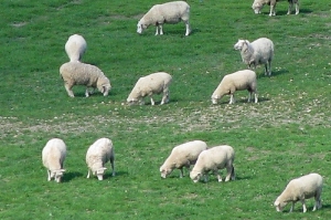 Sheep on a green pasture
