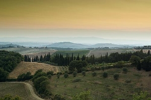 Vineyard at sunset in Chianti, Tuscany