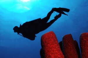 Giant tube sponge and a diver in the waters of Roatan, Honduras.
