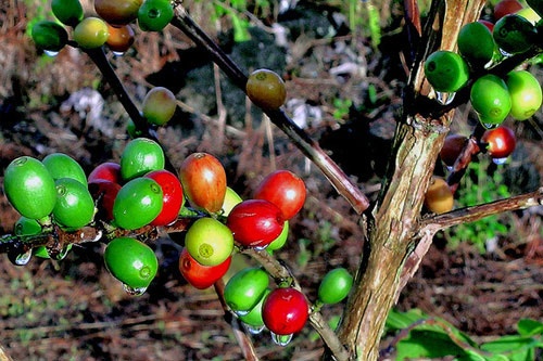 Coffee cherries growing in Hawaiian Paradise Park.
