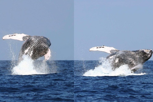 Montage of a breaching whale off the Kohala Coast. Photo by: Ken Ellis