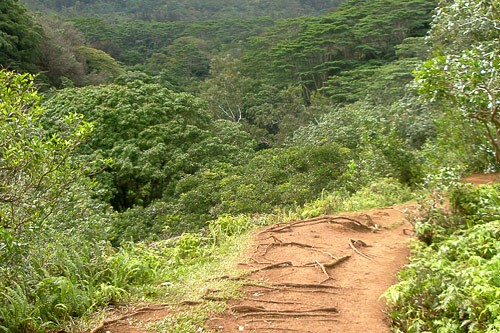 The Maunawili Falls Trail in Oahu, Hawaii.
