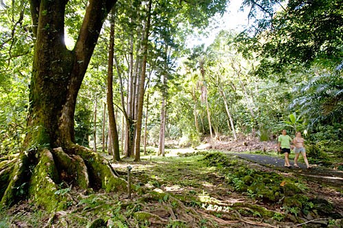 Commune with nature on a 2-mile hike through the Keanae Arboretum, which is packed with both native and introduced plants.