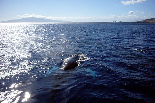 Humpback surfacing off Maui, Hawaii.
