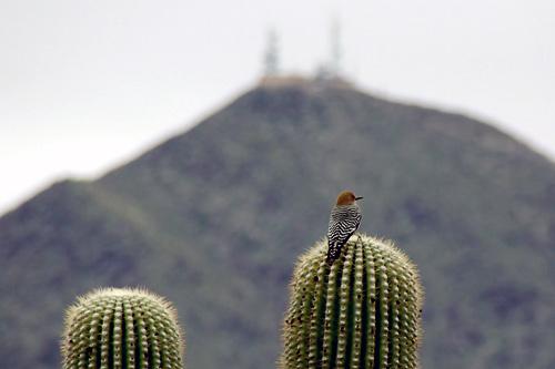 A Gila Woodpecker surveys the desert, as seen while hiking in the McDowell Sonoran Preserve with Thompson Peak in the background.