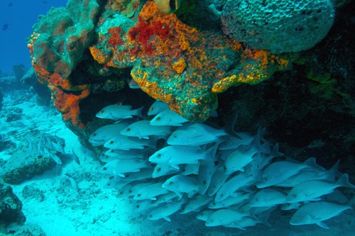 School of fish along the reef in Cozumel.
