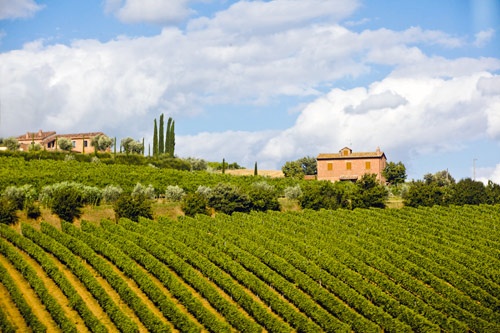Vineyard in Tuscany.