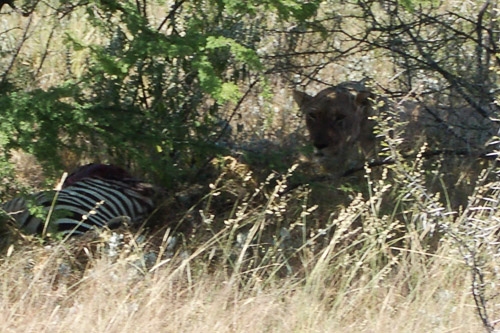 Lioness guarding her zebra kill