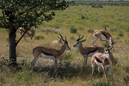 Antelope at Etosha National Park